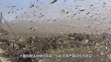 闹蝗灾时，为何古人宁愿吃树皮草根，也不吃蝗虫？