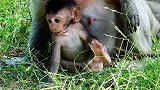 新生小猴好可爱，整天在猴妈身边转，各种动作好滑稽