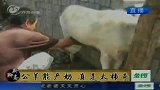 河南公羊能产奶 专家称内分泌失调所致