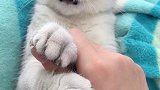 会察言观色的猫