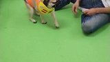 八哥犬别看长得憨厚，但脑子可聪明了，想捉弄它是不可能的