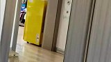 一只缺心眼的狗子，三过家门而不入