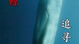 蓝鲸踏上寻找磷虾的孤独之旅!