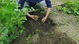 鹿碗儿：土豆新吃法—孔洋芋