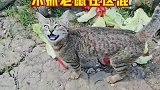 快去抓老鼠去