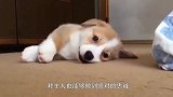 柯基海边见义勇为，“拯救”溺水小猪猪，镜头记录搞笑全程