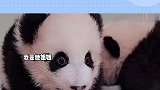 妹妹辉宝看见姐姐，缩头求放过