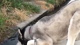 二哈：我在喝水，主人你别偷袭我！
