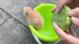 主人好心好意给小仓鼠吃莲子，小仓鼠：太难吃了