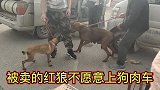 红狼不愿扔下幼崽，死活不上狗肉车，后面发生的事大快人心