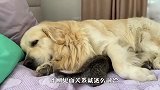 猫咪错把金毛当妈妈，画面太有爱了，要被萌化了