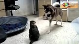 整天被二哈欺负猫咪终于忍无可忍，下一秒场面激烈，主人看蒙
