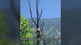 熊猫宝宝摔疼了，哭唧唧地找奶爸求安慰，大家忍住别笑