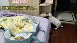 家中小猫咪第一次见刚出生5天的小主人，猫：不应该啊，咋才一只