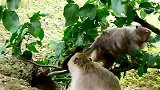 猴宝想离开妈妈，爬的很高