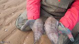 海星泛滥？稀奇古怪的海星螃蟹都出现了，赶海新海域充满新奇！