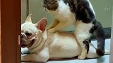 猫：狗哥你看我按摩的咋样呢
