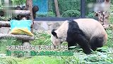 大熊猫“丫丫”23岁啦！生日蛋糕上有2个大寿桃，写着如意二字