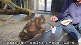 猩猩看到有人变魔术，猩猩被逗乐了，笑得真开心
