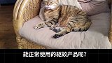 养猫驱蚊指南 养猫家庭能使用什么产品驱蚊呢？科学养宠攻略