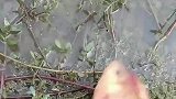 这是哪位好人给送的鱼，直接给丢在水上