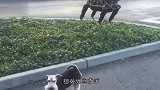 遛狗遇到机械狗，宠主鼓励家狗上前单挑，这也太高科技了吧