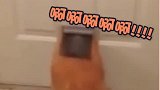 猫咪进门洞被卡，这是有多胖，简直不敢相信