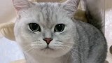 应该是全网最不喜欢拍照的小猫咪了，每天都要跟我打一架，气死人
