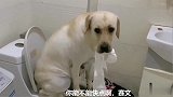 主人想上厕所，赛文霸占厕所没完没了，被主人训斥，赛文一脸无辜