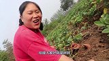 胖妹嘴馋，去地里挖红薯，配3斤排骨蒸着吃，边吃边聊心酸往事