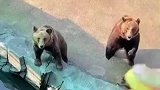 为吃到零食熊熊个个表演绝技，动物园也内卷成这样了
