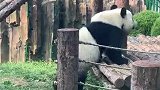 熊猫：别看我腿短，我上楼梯可厉害了！
