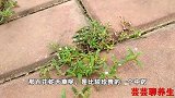 百花蛇舌草清热解毒、利湿退黄