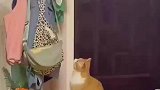 原来猫也会因为尴尬做一些掩饰动作