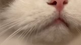 别愁眉苦脸啦，得不到我的小公猫，又不止你一只！