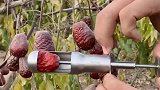 劳动人民的智慧我们不懂，发明的去枣核的工具，可以申请专利了！