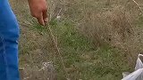 田间地头，来挖野菜了
