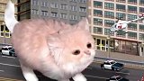 好奇怪的猫咪，再看一遍