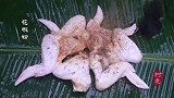 面糠鸡翅, 野炊就得这么玩, 小伙这样吃才够嗨