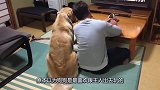 金毛每天晚上不跟主人出去遛弯，竟是为了陪主人看电视令主人感动
