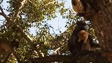 狒狒抓小狮子到树上，母狮想救它