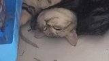 猫：我已经睡着了，你别打扰我！