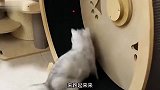 养猪就养猪，还涂颜色