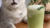 猫王：冬天已经到了，春天还会远吗？看本喵把春天装进杯子会做饭的猫 网红饮品