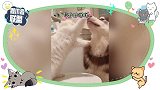 猫咪和狗子“打情骂俏”，这感觉像极了爱情！