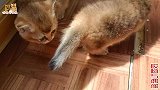 小奶猫金果果和金逗逗第一次到阳台玩，然后觉得自己更阳光帅气了