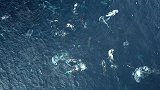 澳大利亚：超级鲸鱼群！海域80头鲸鱼被拍到集体捕猎进食