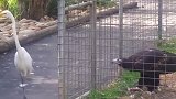 笼里的老鹰别惹！为了一块肉，白鹭正好被老鹰逮了个正着