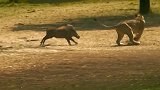 这是我见过最勇敢的疣猪！单枪匹马大战狮子，追着狮子屁股后面打