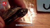 坑货主人为逼乌龟冬眠，将其放进冰箱速冻，一个月取出来后傻了！